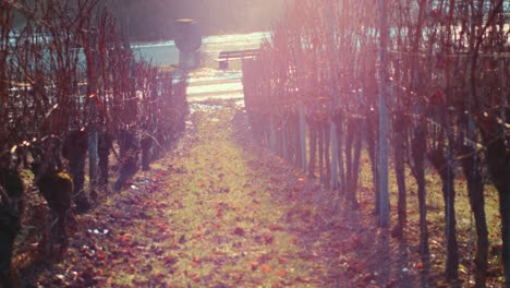 A-Wine-Field-in-Winter-Time