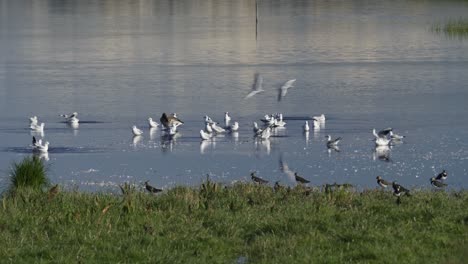 Various-birds-in-natural-habitat-of-Denmark-wetlands-foraging-and-flying-around