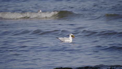 Seagull-with-crab-in-beak-floating-on-surface-of-sea-with-small-waves-at-shore