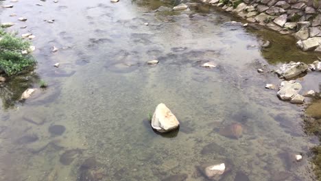 Clear-shallow-Japanese-mountain-river-with-fish