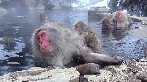 Japanese-snow-monkeys-relaxing-in-the-hot-spring-bath-at-Jigokudani-Monkey-Park-in-Nagano-Prefecture,-Japan