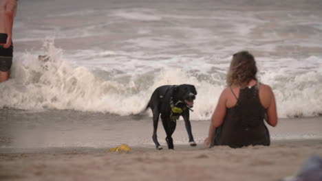Black-lab-pet-dog-running-to-female-owner-on-beach-with-waves,-Slow-Motion