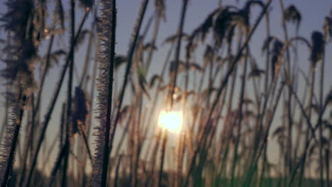 Makroaufnahme-Von-Gefrorenen-Schilfpflanzen-Mit-Schönem-Sonnenschein-Im-Hintergrund