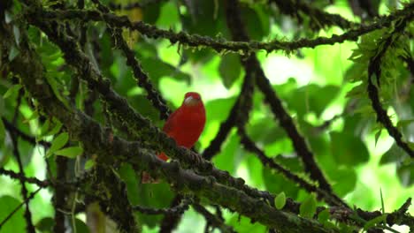A-cute-Summer-Tanager-,-eating-tiny-bugs-while-standing-on-a-tree's-branch