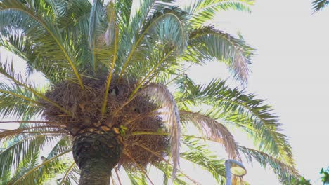 Green-parrots-sitting-in-a-nest-in-a-palm-tree-on-a-bright-summer's-day