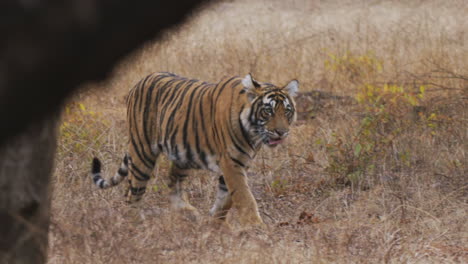 Royal-Bengal-Tiger-Im-Wilden-Wald-Indiens