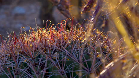 Hand-shot-of-desert-plants-in-Arizona