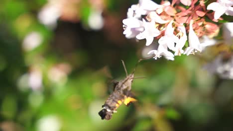 Hummingbird-Hawk-Moth--Close-up-of-Proboscis