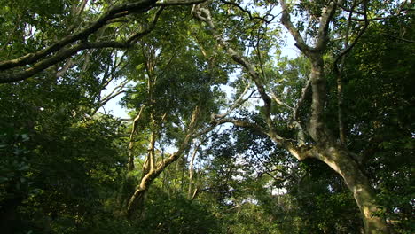 Bosques-De-Suelo-Arenoso-Del-Sur-De-áfrica