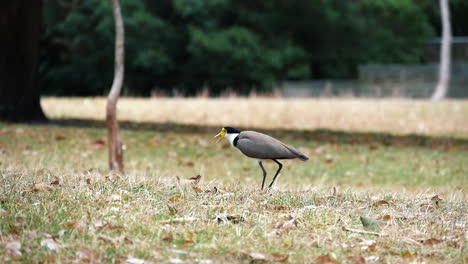 Masked-Lapwing-On-Grass-Flying-Away-In-Kamay-Botany-Bay-National-Park-In-Kurnell,-NSW,-Australia