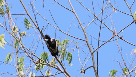 Heart-spotted-Woodpecker,-Hemicircus-canente,-Kaeng-Krachan-National-Park,-Thailand