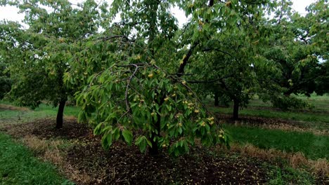 Maraschino-Cherry-Tree-Growing-Green-With-Plenty-Of-Ripe-Fruits-In-An-Organic-Farm-In-Traverse-City,-Leelanau-County,-Michigan,-USA---Medium-Shot,-Static