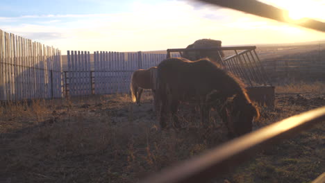 Pony-during-sunset-on-farm