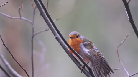 Lone-Robin-Ruffling-Feathers-On-Branch--in-forest