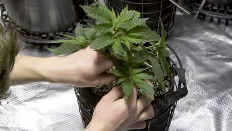Tying-Branches-And-Canopy-Of-Cannabis-Plant-By-String-Applying-Low-Stress-Training-Technique---time-lapse