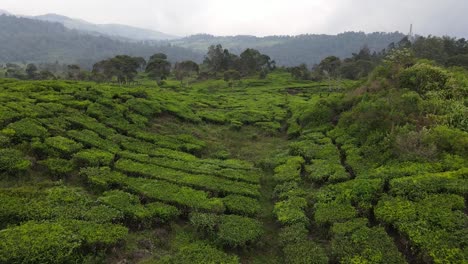 Aerial-view-of-fresh-tea-plantation-on-the-hill,-drone-camera-moving-close-to-the-tea-plantation-with-mountain-landscape