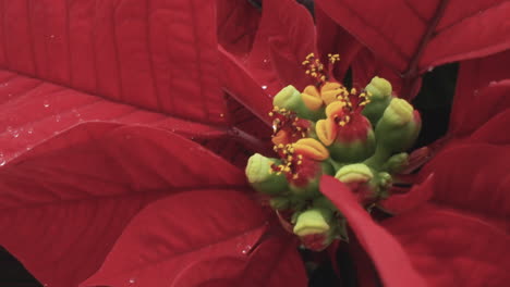 Macro-close-up-on-the-stamen-and-leaves-of-a-poinsettia-flower