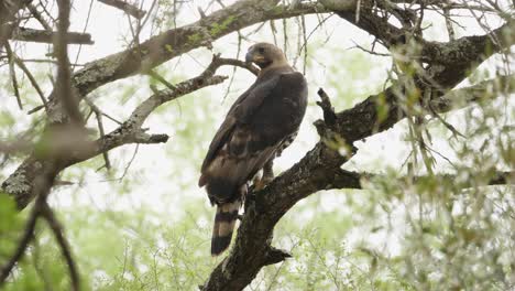 perched-Crowned-eagle-hops-onto-another-branch