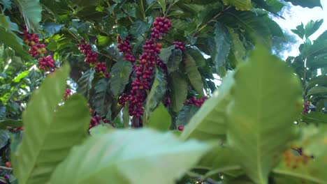 A-coffee-plant-filled-with-red-ripe-coffee-beans-fruit-in-a-windy-field
