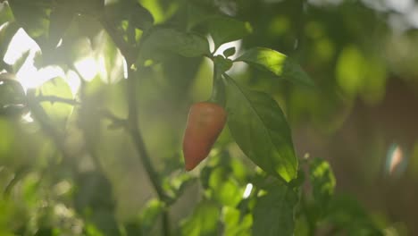 Wild-chilli-pepper-growing-on-plant-outdoors-at-sunset,-closeup