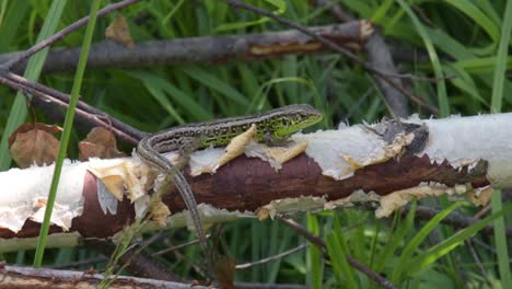 Green-lizard-on-a-branch