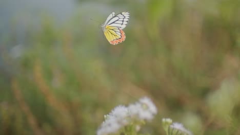 Hermosa-Mariposa-Jezabel-Despegando-De-Una-Flor-A-Cámara-Lenta