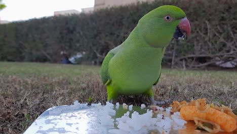 Rose-ringed-parakeets-eat-rice-and-food-in-a-container-in-the-grass-field-in-the-backyard