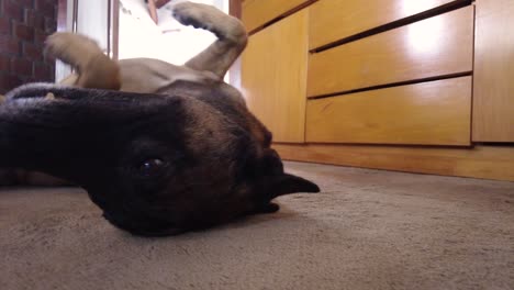 adorable-big-dog-playing-looking-at-the-camera,-lying-on-the-floor,-indoors