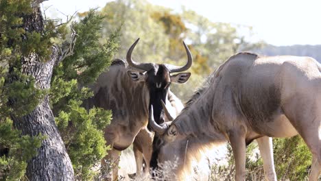 Close-up-of-animals-called-wildebeest-or-gnu-grazing-in-Africa