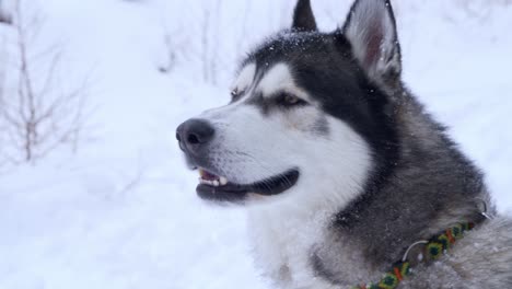 Adorable-Perro-Husky-Siberiano-Con-Correa-Jadeando-Al-Aire-Libre-En-La-Nieve,-De-Cerca