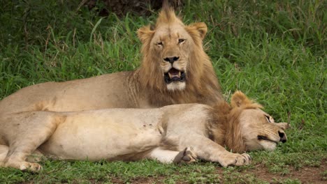 King-of-the-Jungle---Two-Lions-Resting-in-Africa-Landscape,-Static