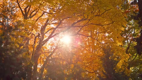 Beautiful-Morning-Sunrise-in-Sunny-Autumn-Deciduous-Forest-with-Sunrays-Shining-through-Golden-Orange-Tree-Leaves-and-Branches