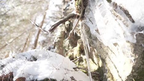 Eiszapfen-Und-Schnee-Auf-Einem-Felsen-Und-Baum,-Sonniger-Wintertag,-Tschechien