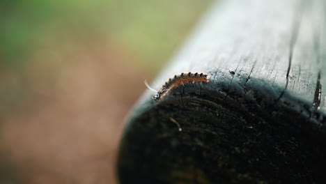 Caterpillar-Crawling-On-Wooden-Post-During-Daytime