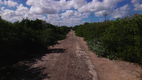Straße,-Die-Mangroven-In-Mexiko-Kreuzt