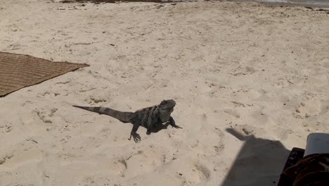 Black-spiny-tailed-iguana-on-the-beach-in-Tulum