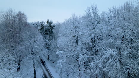 Slow-descending-aerial-shot-of-winter-forest-with-snow-covered-wooden-branches-and-empty-road-in-december
