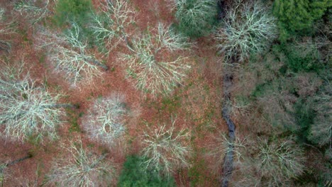 An-aerial-birds-eye-view-of-bare-trees,-pines,-and-stream-in-early-winter,-before-snowfall,-up-in-the-mountains