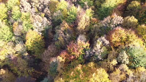 Luftaufnahme-Eines-Orangefarbenen-Waldes-In-Der-Herbstsaison
