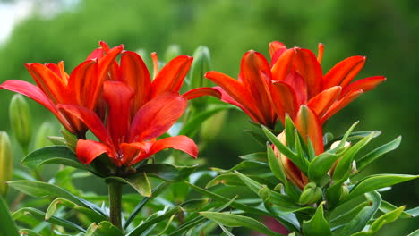 Red-orange-lilies-in-the-outdoor-flower-garden-in-a-slight-breeze