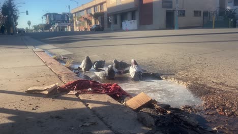 Ein-Kleiner-Schwarm-Gemeiner-Tauben,-Die-In-Einem-Schmutzigen-Straßenwasser-Vor-Einem-Bordstein-In-San-Diego-Baden