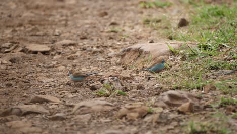 Zwei-Kleine-Blaue-Waxbill-Vögel-Fressen-Winzige-Insekten-Auf-Dem-Boden-In-Afrika