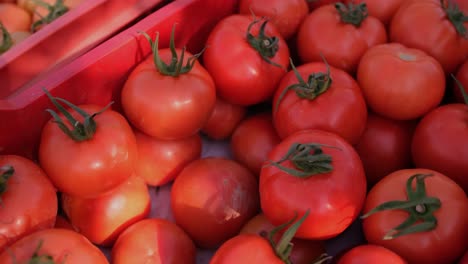 Nahaufnahme-Der-Ernte-Reifer-Tomaten,-Während-Ein-Bauer-Sie-In-Einen-Korb-Legt