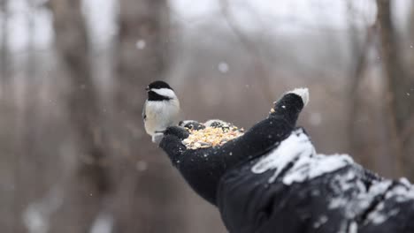 Vogel-Landet-In-Schönem-Schneefall-Slomo-Auf-Der-Hand,-Um-Samen-Pov-Zu-Fressen