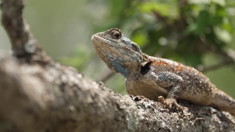 Selective-focus,-Blue-Throated-Agama-Tree-Lizard-sits-on-sunny-branch