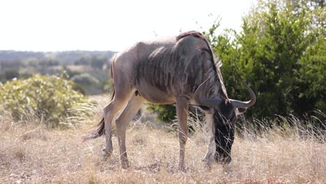 Blue-Wildebeest-Grazing-On-The-Grassland-In-Africa-On-Bright-Windy-Day