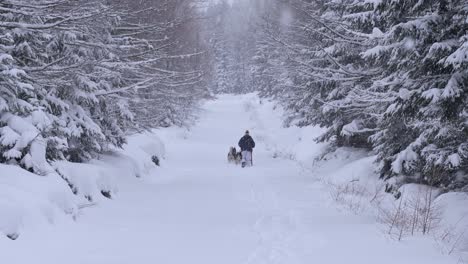 A-person-in-the-distance-with-a-dog-sled-with-huskies-in-a-snowed-forest