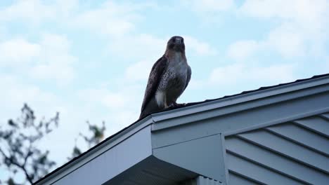 A-Red-Tailed-Hawk-perches-on-the-corner-of-a-house-roof-against-a-cloudy-sky-and-calmly-examines-its-surroundings