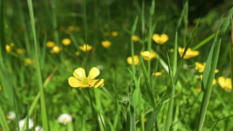 Delicate-Yellow-Flowers-Of-Bulbous-Buttercup-In-Green-Grass-Gently-Blowing-During-Sunny-Day---handheld,-close-up
