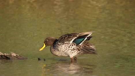 Yellow-Billed-Duck-Flaps-Wings-on-River-Log-and-Preens-Ruffled-Feathers-to-Dry